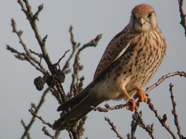 �`���E�Q���{�E�̃��X