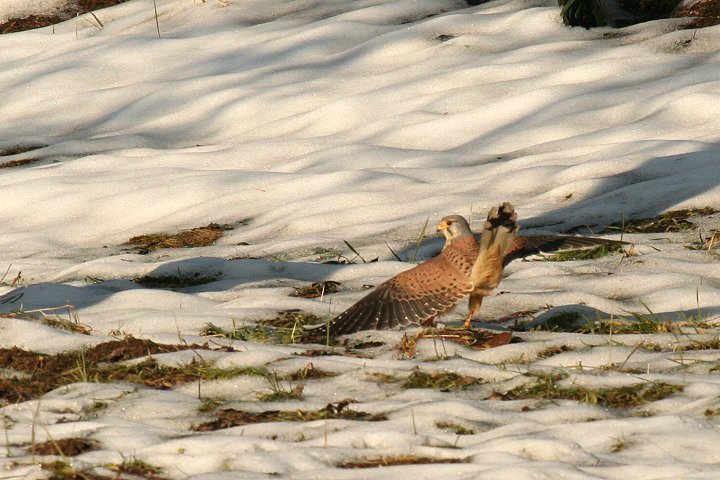 �`���E�Q���{�E�̃I�X