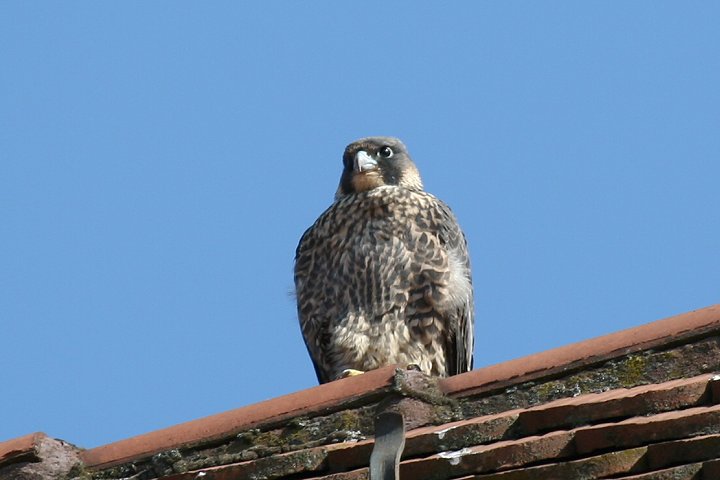 �n���u�T�i�c���j