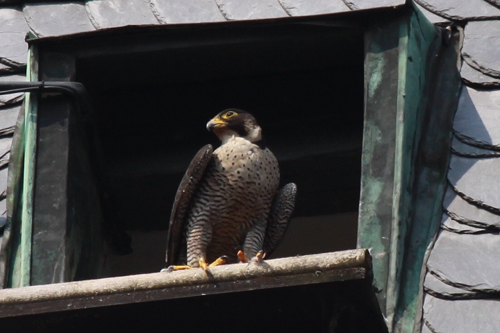 �n���u�T�̃��X