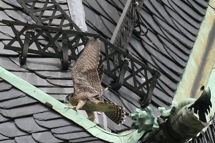 �n���u�T�̗c��