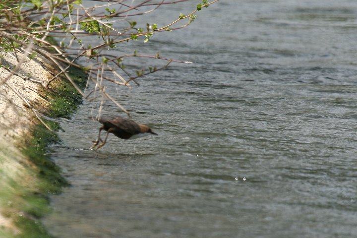 ���i�W���J���K���X