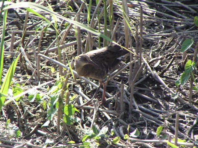 �N�C�i�̗c��