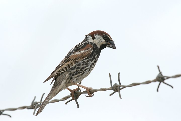 �X�y�C���X�Y���́�