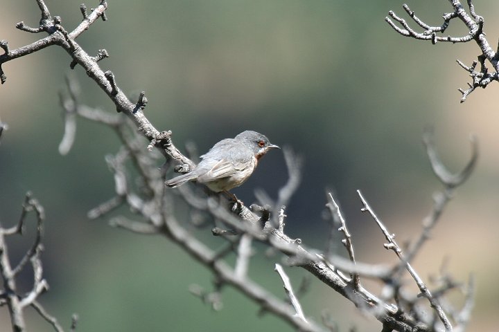 �V���q�Q���V�N�C