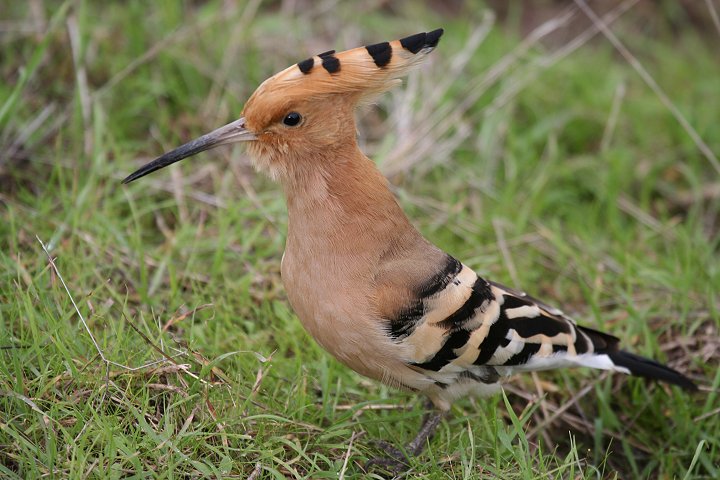 ���c�K�V��