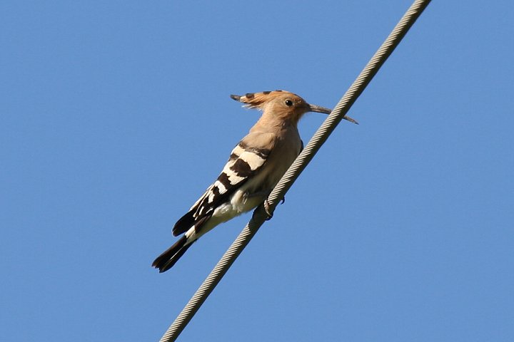 ���c�K�V��