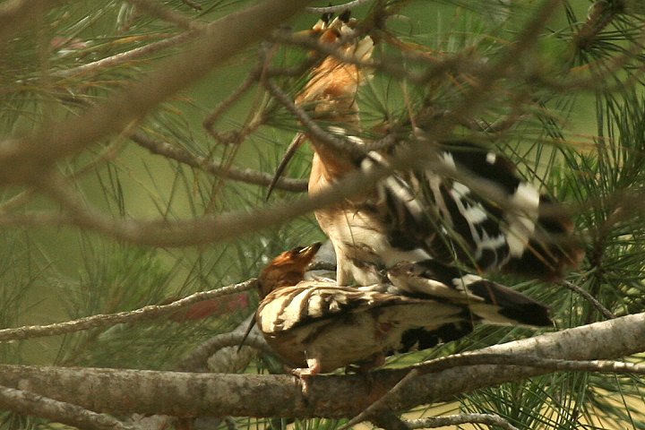 ���c�K�V��