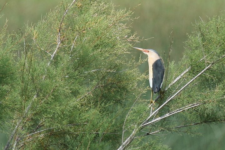 �q�����V�S�C