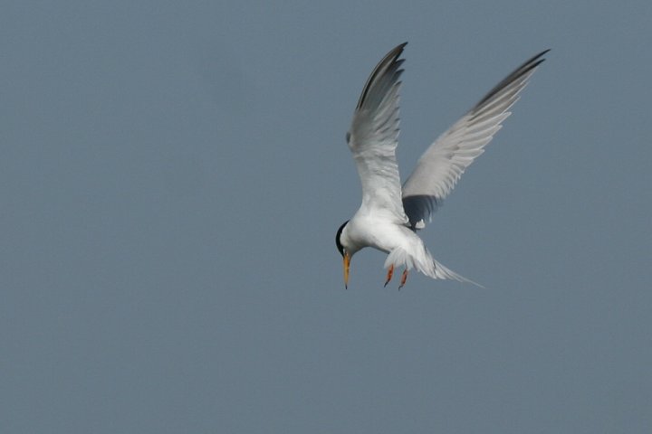 �R�A�W�T�V