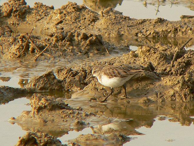 �j�V�g�E�l��