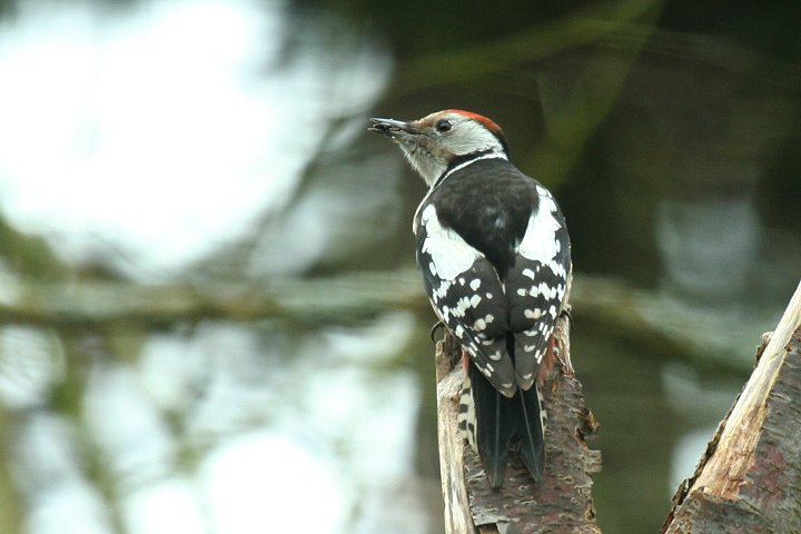 �q���A�J�Q��