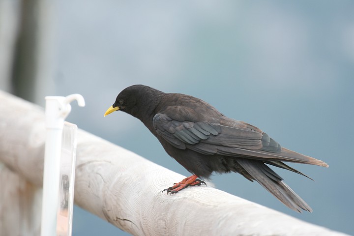 �L�o�V�K���X