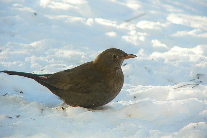 �N���E�^�h���̃��X