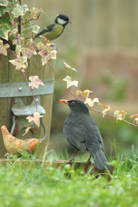 �N���E�^�h��