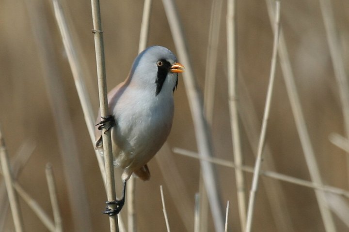 �q�Q�K���́�