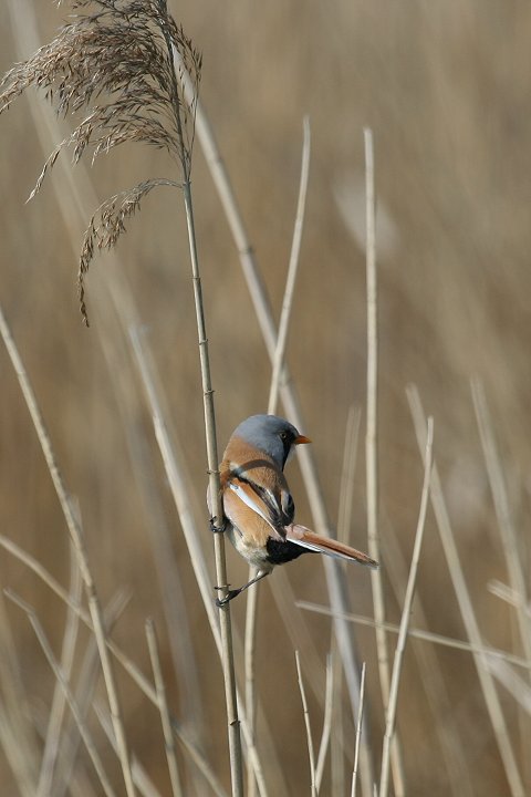 �q�Q�K���̃I�X