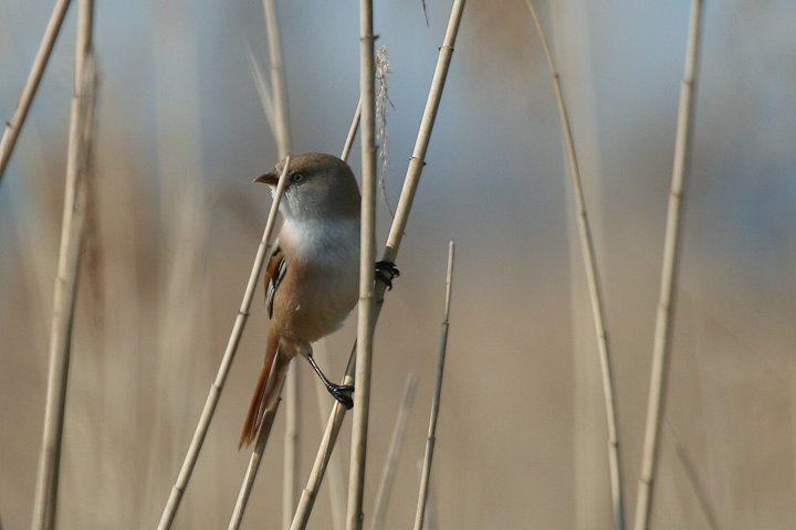 �q�Q�K���̃��X