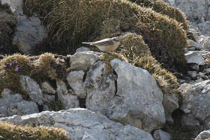 �^�q�o���̉ĉH