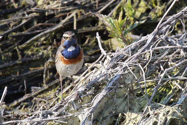 �I�K���R�}�h��