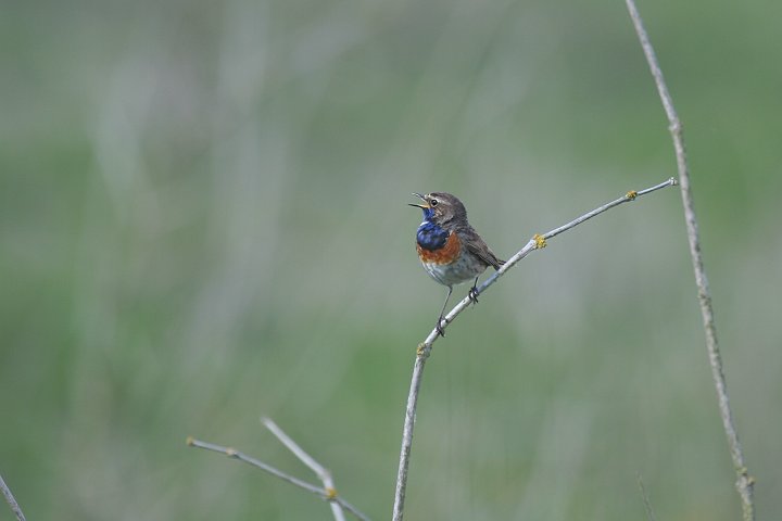 �I�K���R�}�h���̃I�X