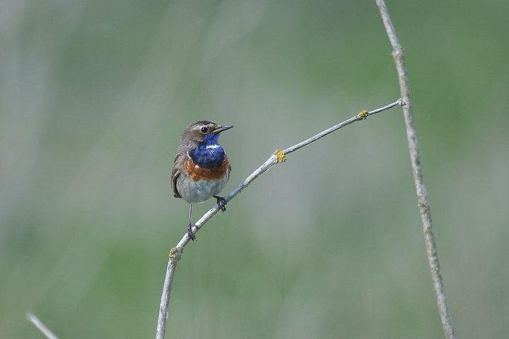 �I�K���R�}�h���̃I�X