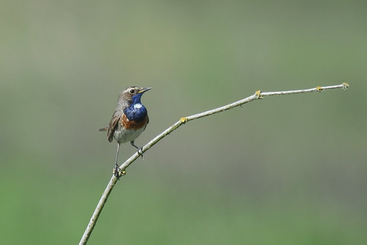 �I�K���R�}�h���̃I�X