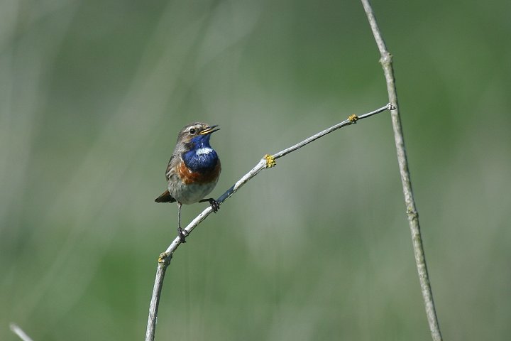 �I�K���R�}�h���̃I�X