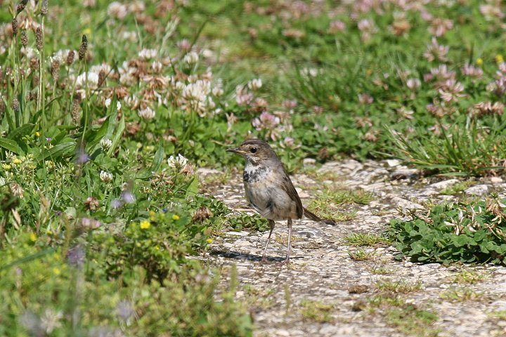 �I�K���R�}�h���̗c��