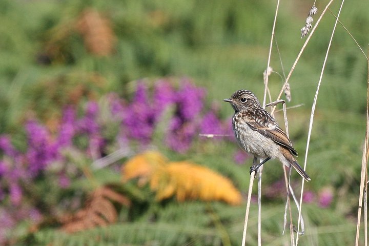 �}�~�W���m�r�^�L�̗c��