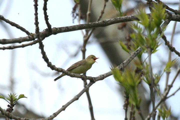 �L�C���E�^���V�N�C