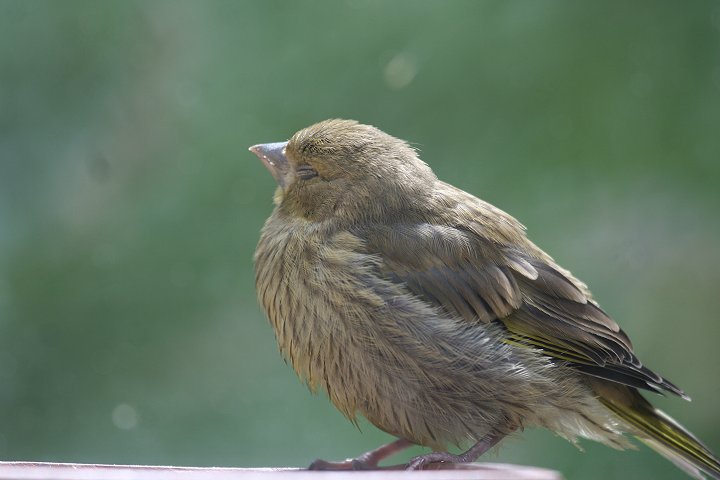 �A�I�J�����q���̗c��