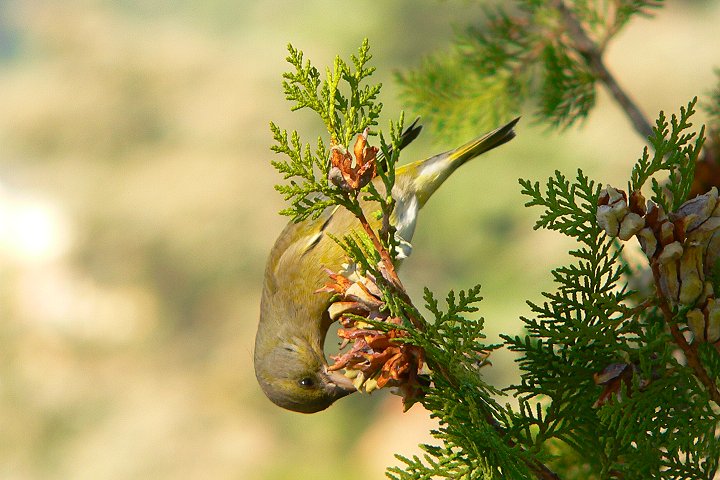 �A�I�J�����q��