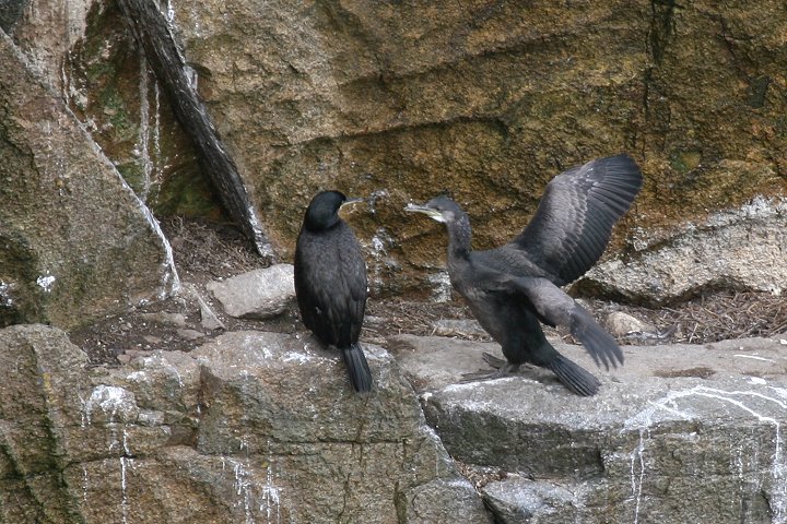 ���[���b�p�q���E