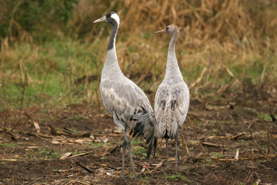 �N���d��