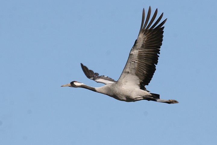 �N���d��