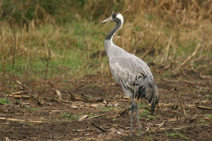 �N���d��