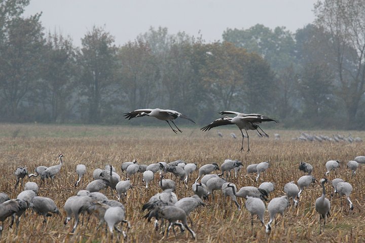 �N���d��