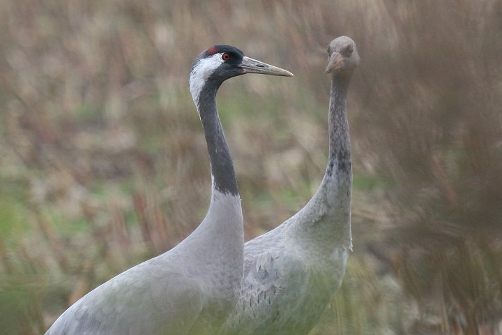 �N���d��