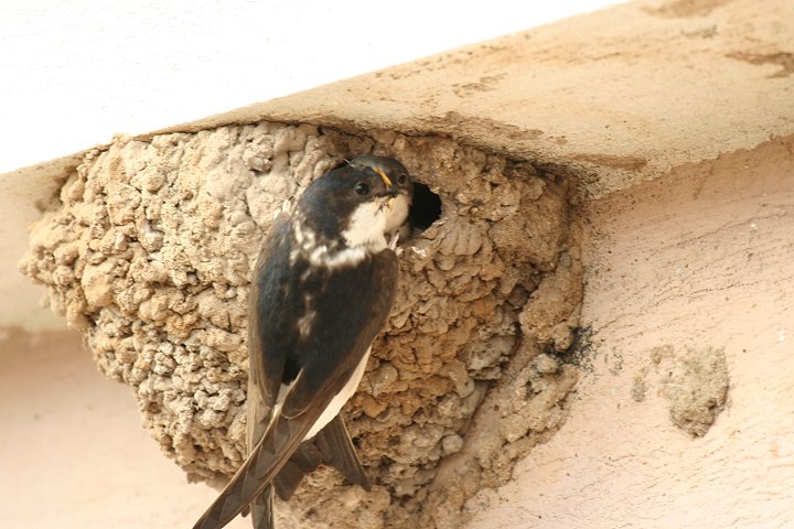 �C���c�o��