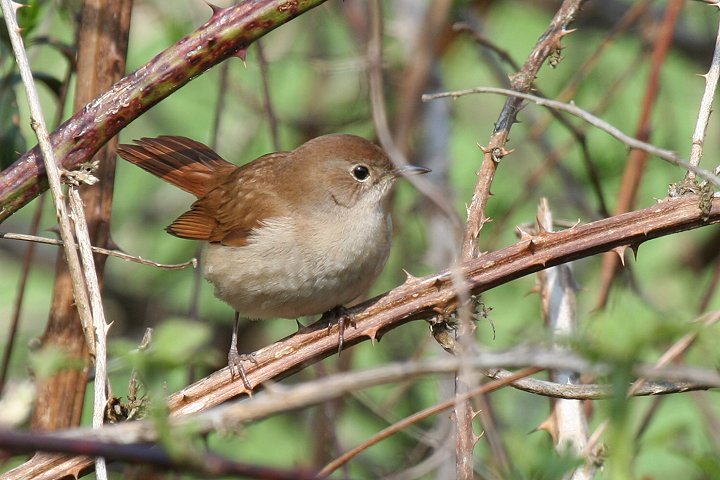 �i�C�`���Q�[��