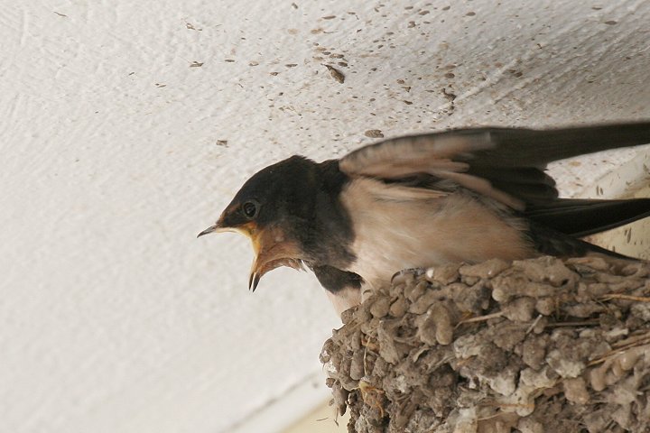 �c�o���̃q�i