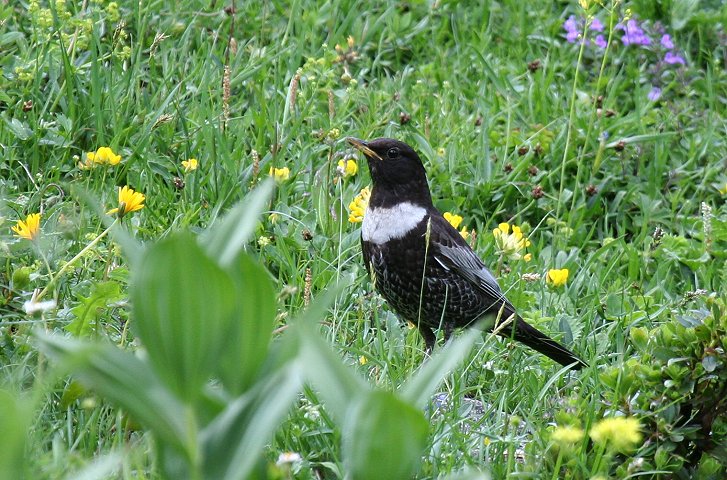 �N�r���c�O�~