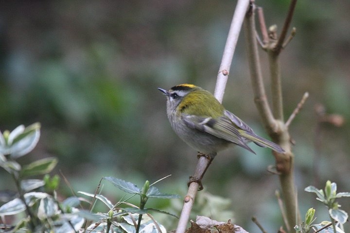 �}�~�W���L�N�C�^�_�L