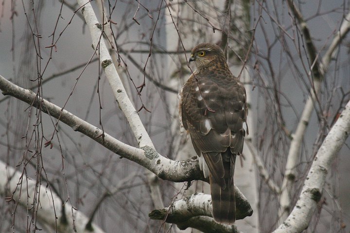 �n�C�^�J�̗c��