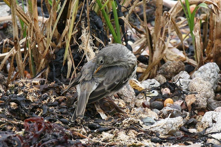 ���[���b�p�^�q�o��