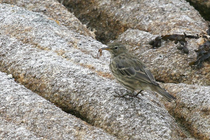 ���[���b�p�^�q�o��