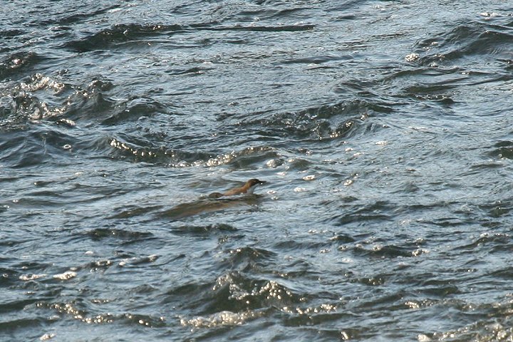 ���i�W���J���K���X