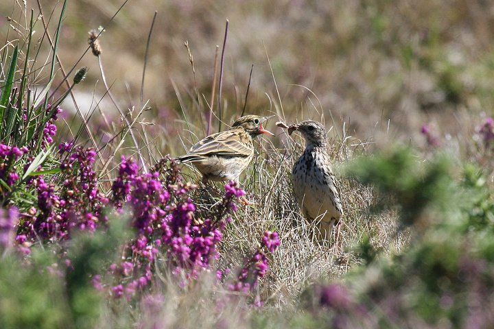 �}�L�o�^�q�o���̐e�q