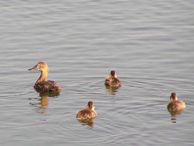 �n�V�r���K�����ƃq�i